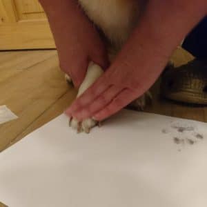 Taking your pet's paw print with an inkless kit