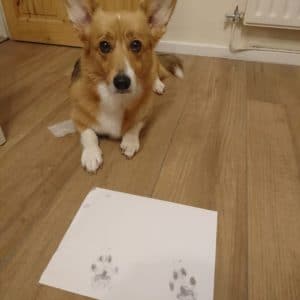 Taking your pet's paw print with an inkless kit. Gifts for pet lovers