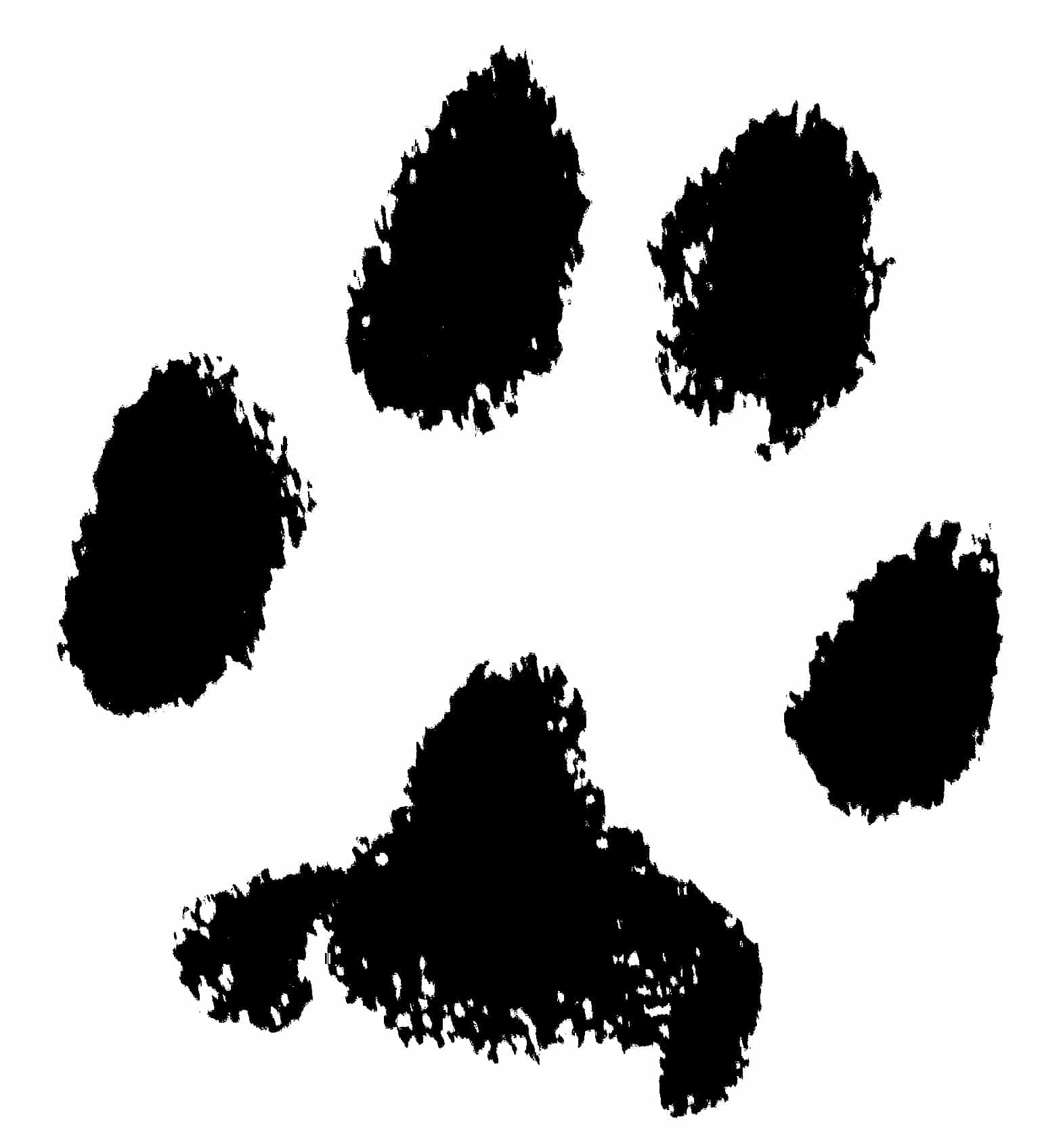 Wirral's paw print taken with a paw print kit after tidying up