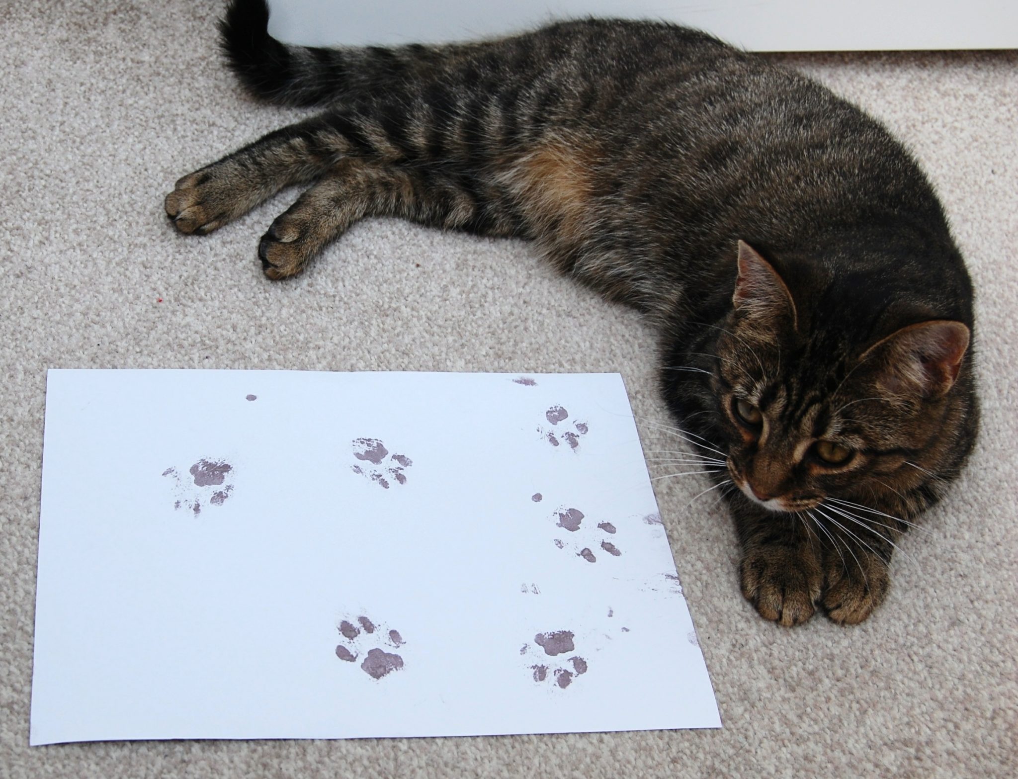 Tabby cat with her unique paw prints