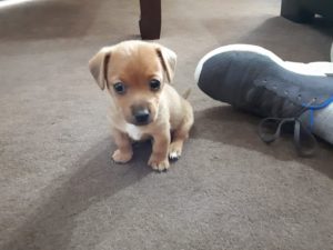 Tiny cute puppy