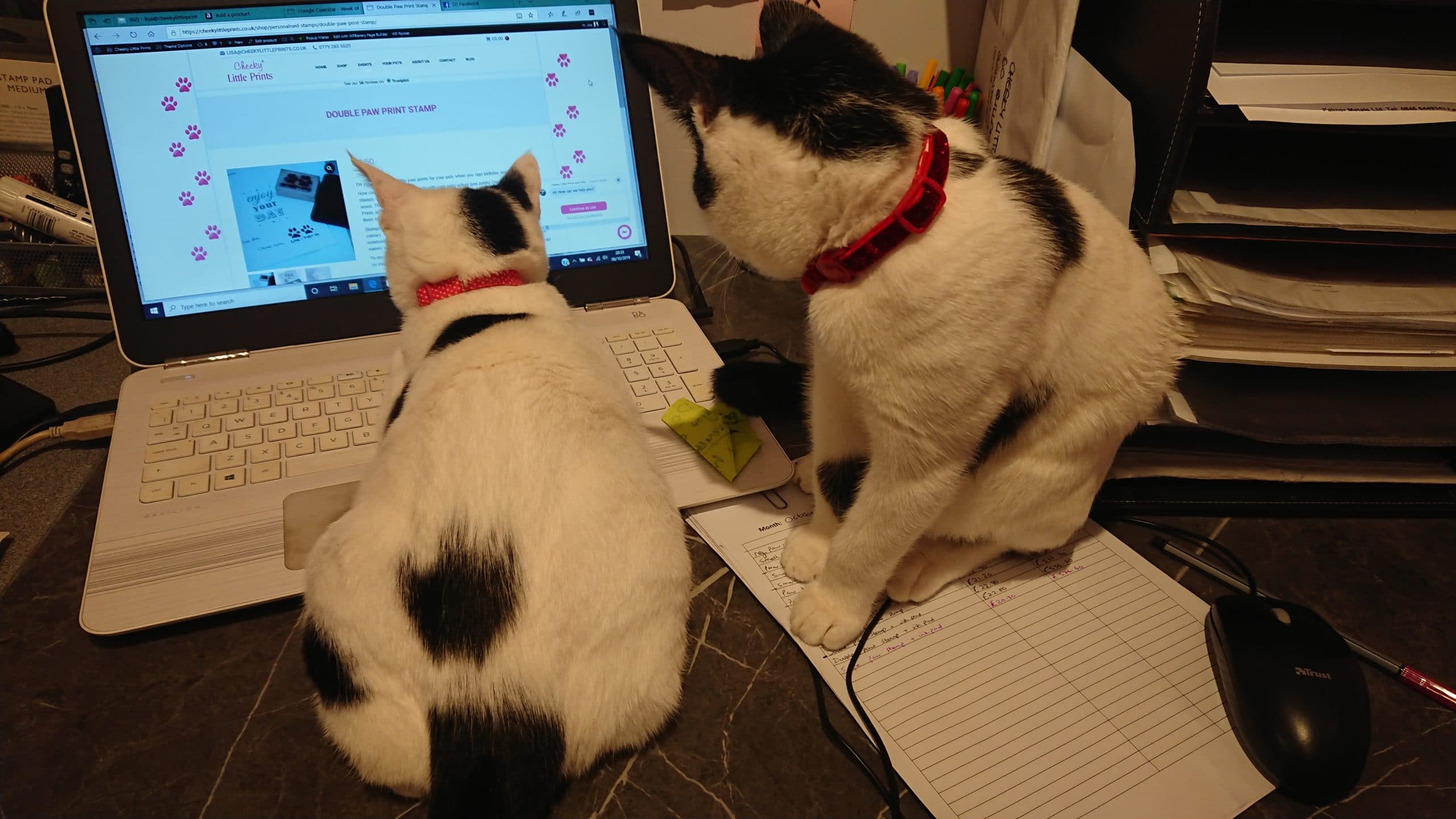 Sammy and Luna cats helping in the office - paw print jewellery and gifts