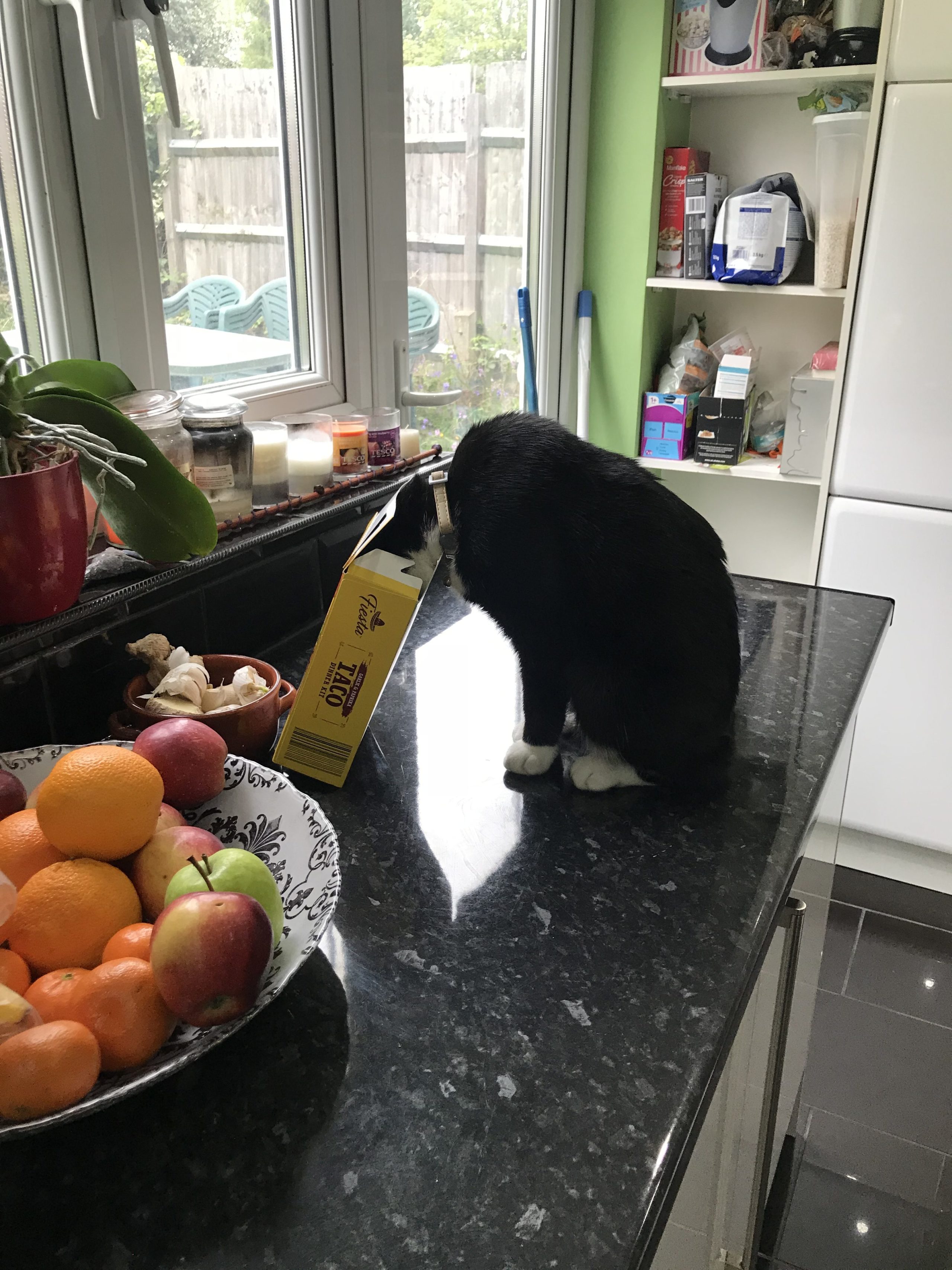 Black and white cat helping himself to food