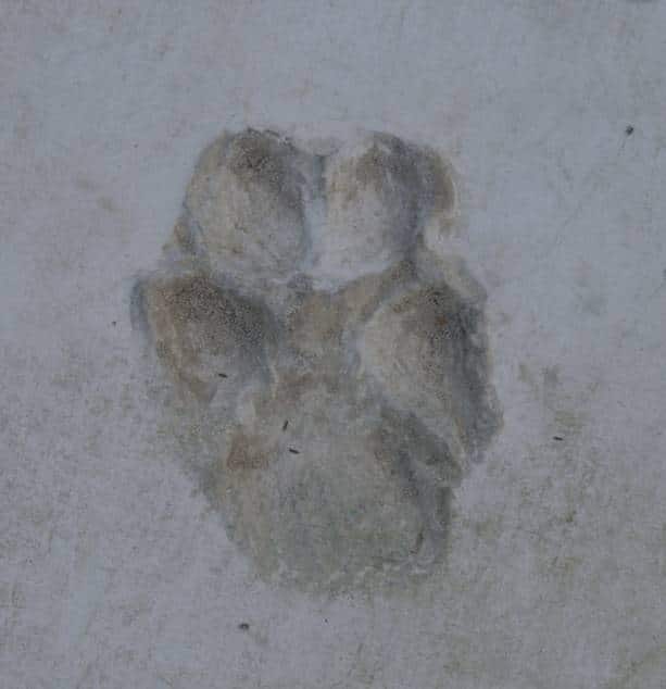 Paw print in concrete used to create silver paw print jewellery