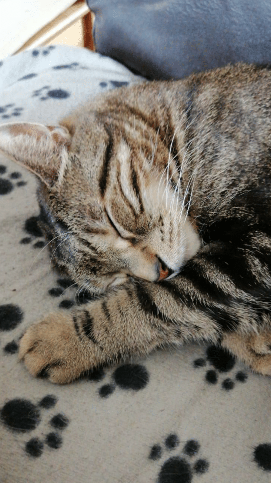 Toby cat sleeping