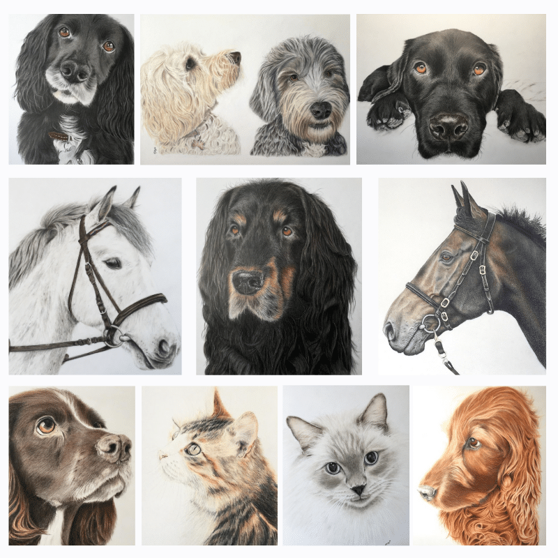 Nicky Chadwick pet portraits compilation