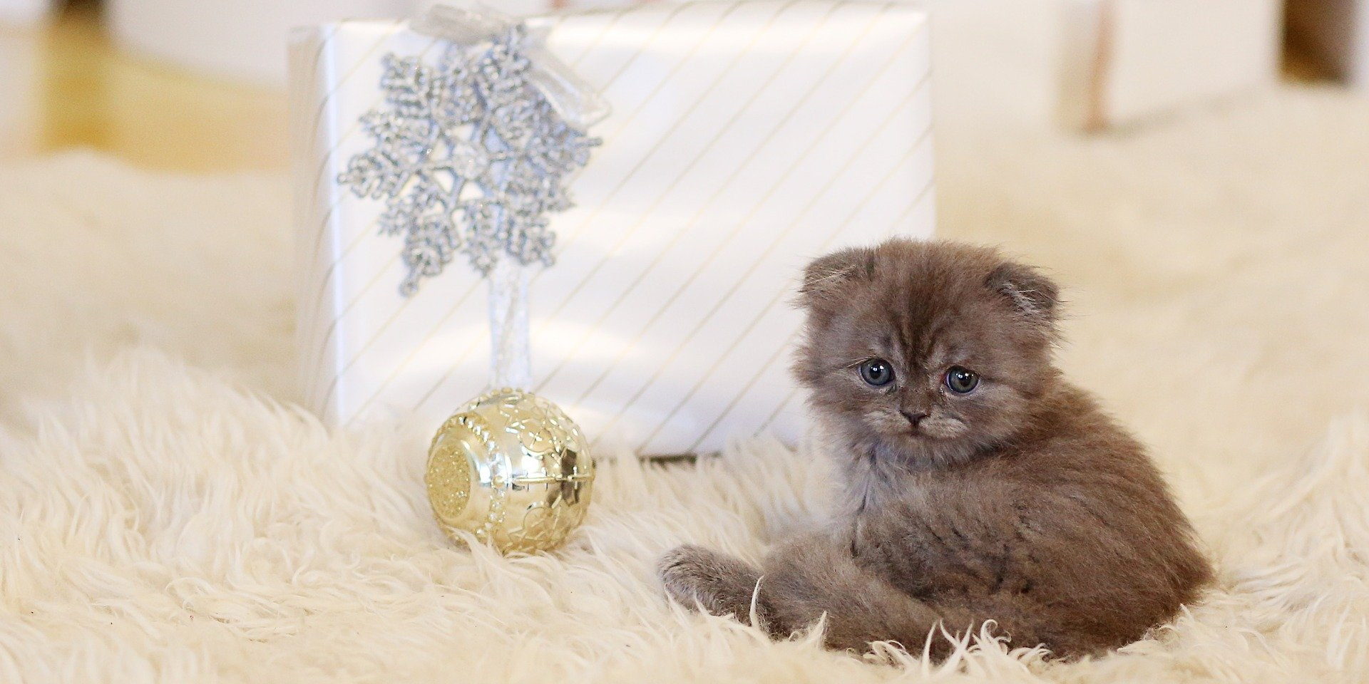 Gifts for 2024 kitten lovers