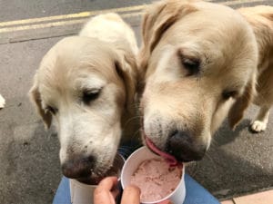 doggy yoggy tubs frozen yoghurt for dogs