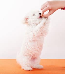 Cute puppy being hand fed