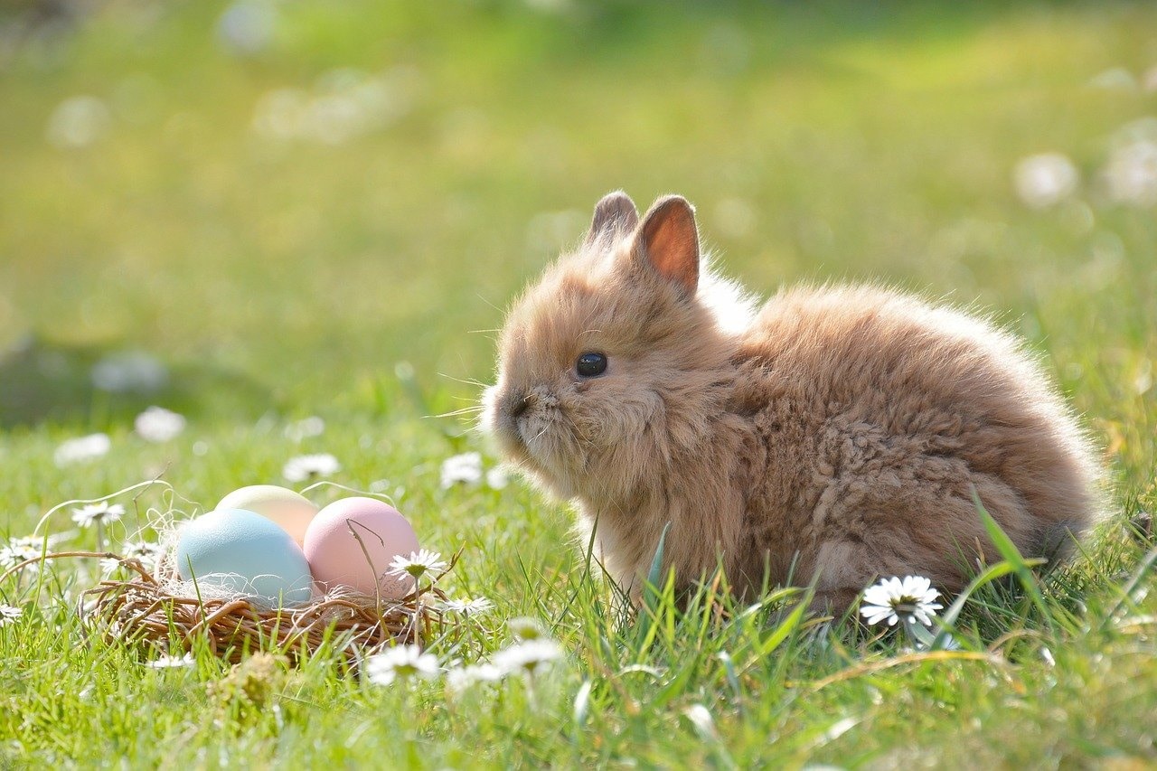 Bunny in field with Easter eggs