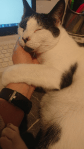 Black and white cat wanting cuddles wrapping around hand