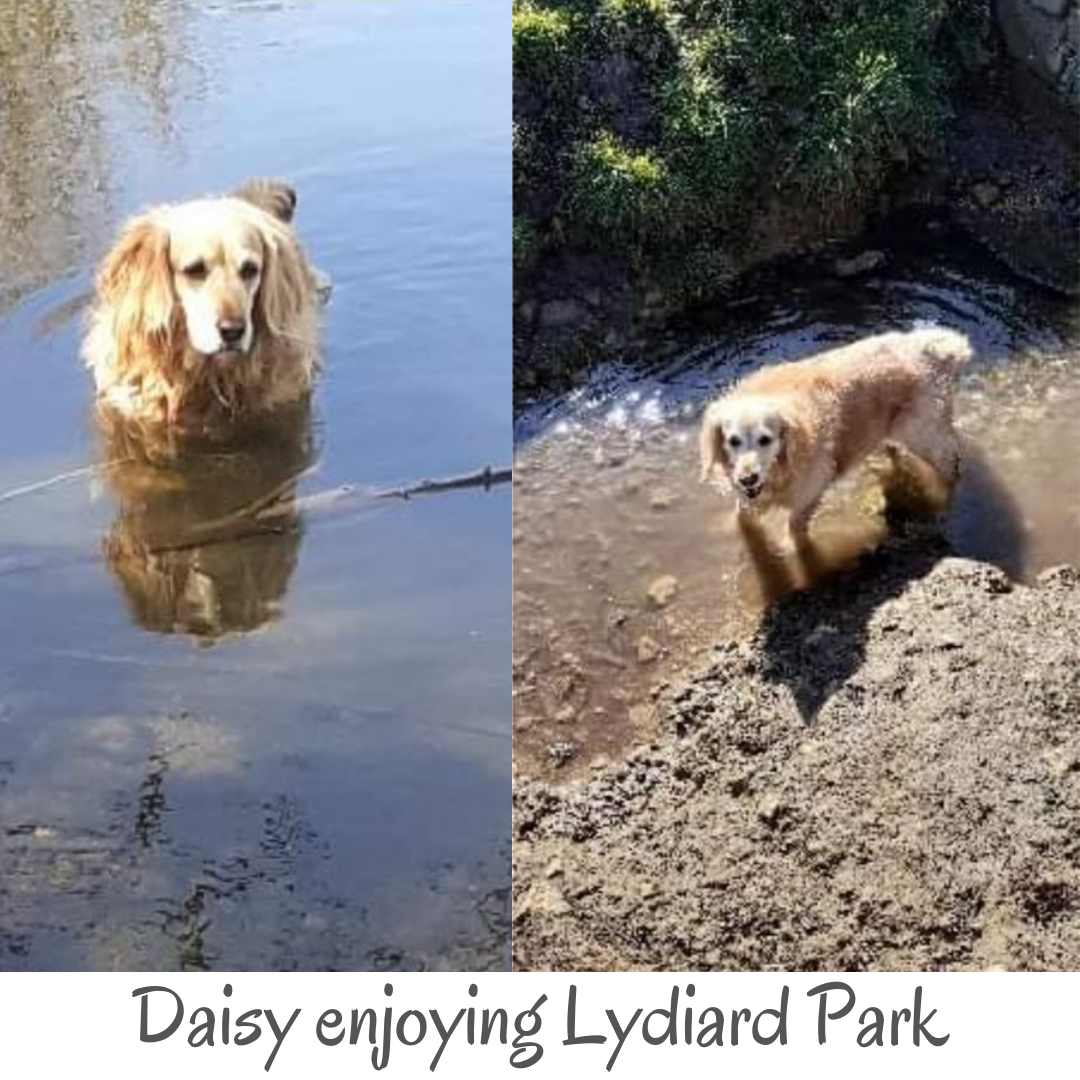 Daisy enjoying the water at Lydiard Park photo by Debbie Salem.