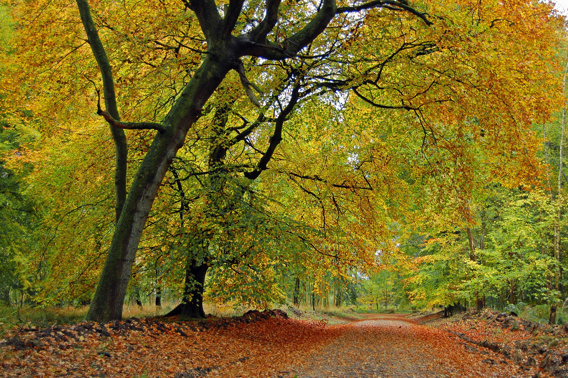 Woodland in Savernake Forest for dog friendly walks in Wiltshire, Malborough nr Swindon
