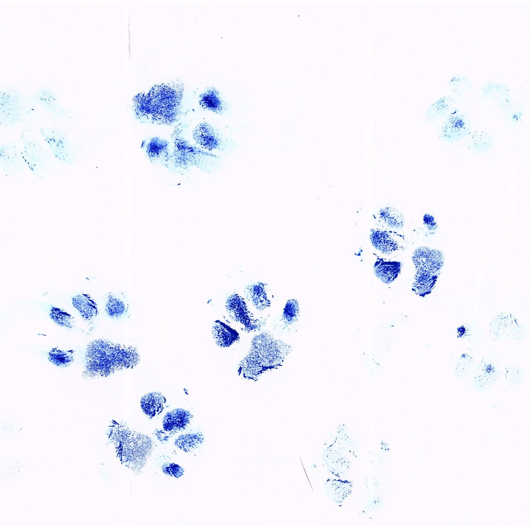 Paw print Cut to Shape stamp