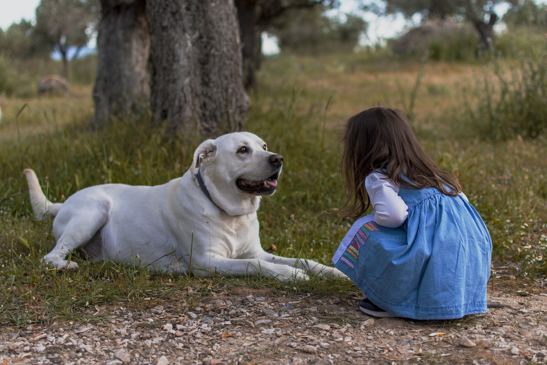 Dog and little girl