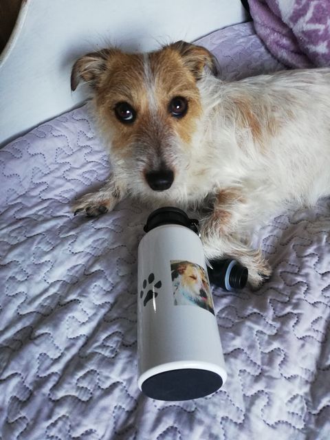 How to cool dogs down. Here is Pebbles with her personalised paw print water bottle