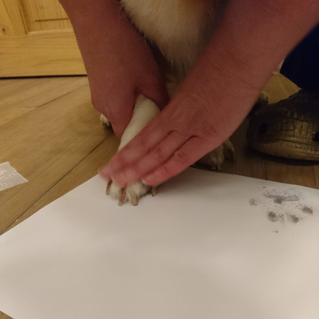 How To Get A Dog Paw Print - It's Easier Than You Think - Cheeky ...