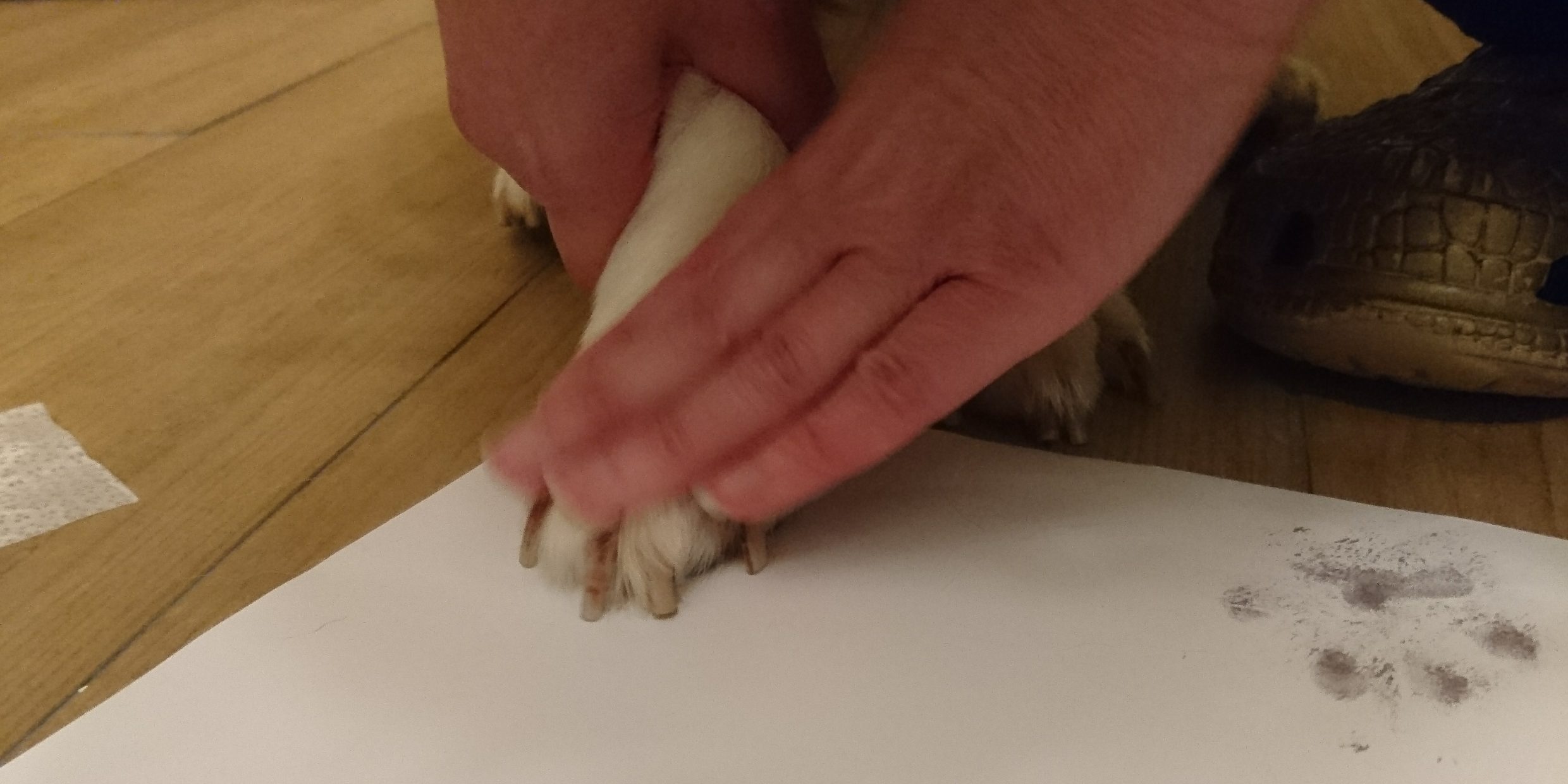 How To Get A Dog Paw Print It s Easier Than You Think Cheeky Little 