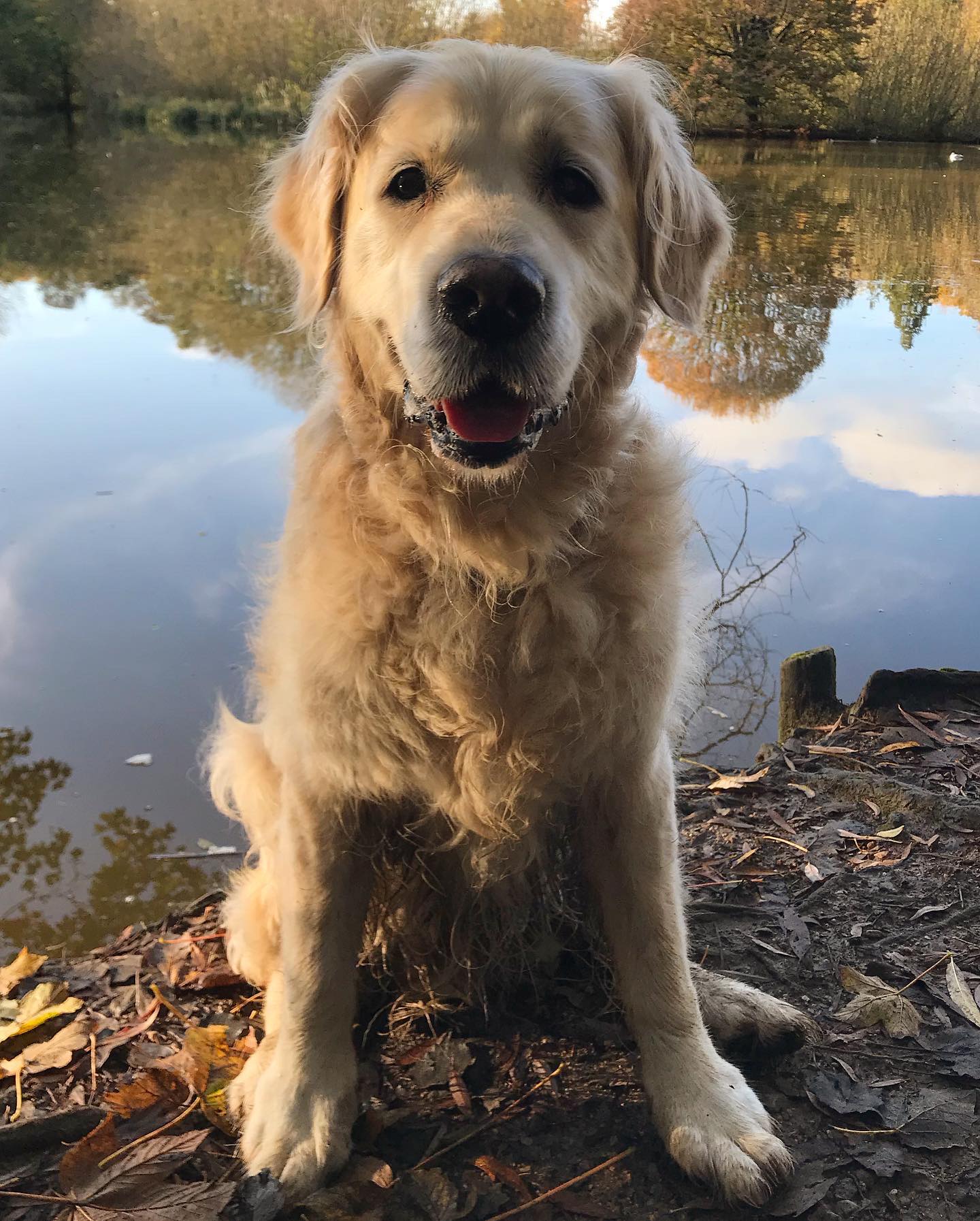 How to cool dogs down like this golden retriever dog by the lake
