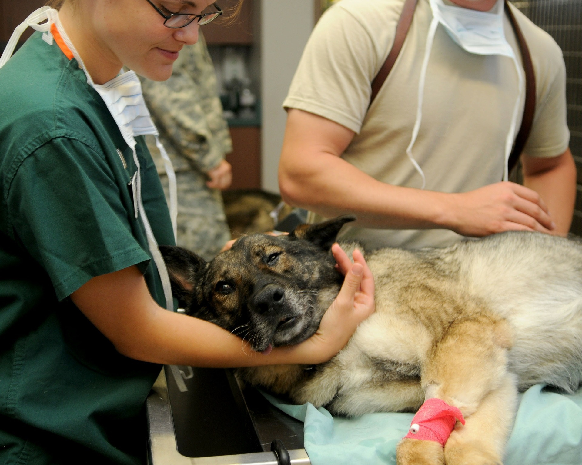 Dog receiving veterinary care