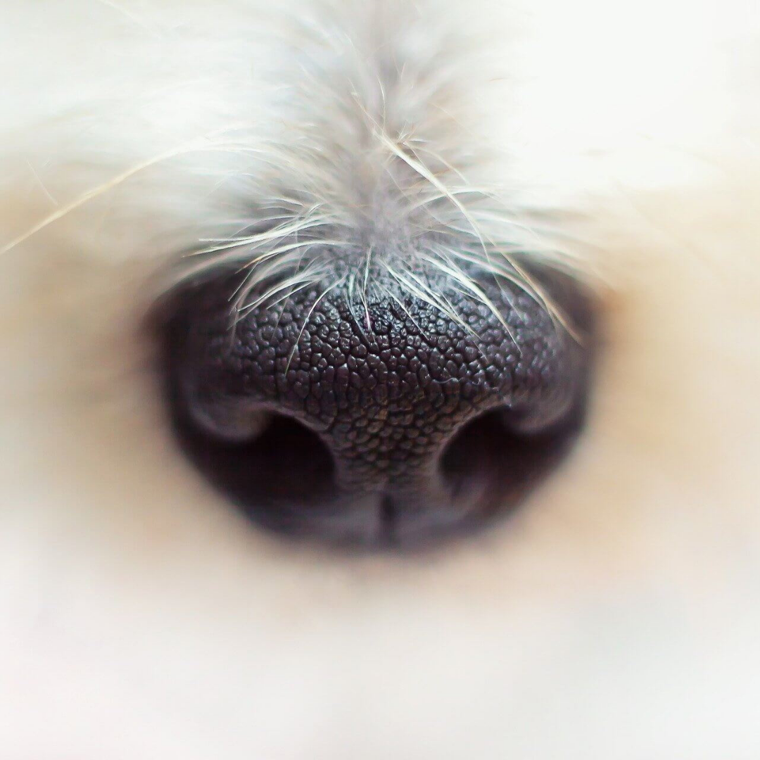 fun facts about dogs each nose print is totally unique