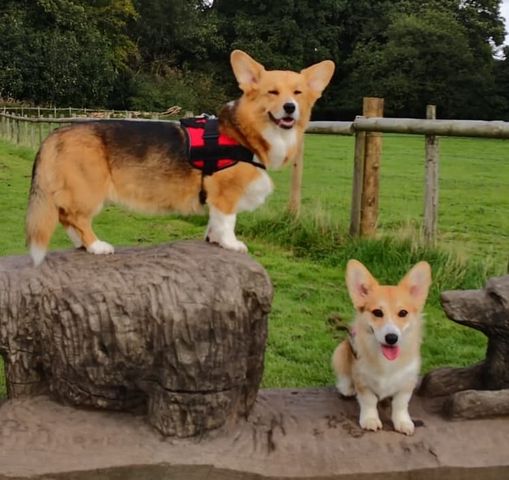 Corgi's enjoying time outside an important consideration when buying a dog