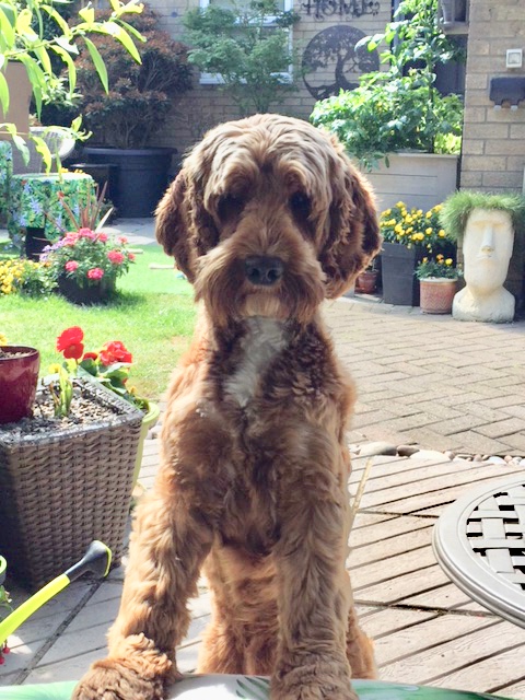 Cockapoo are a lovely breed of dog