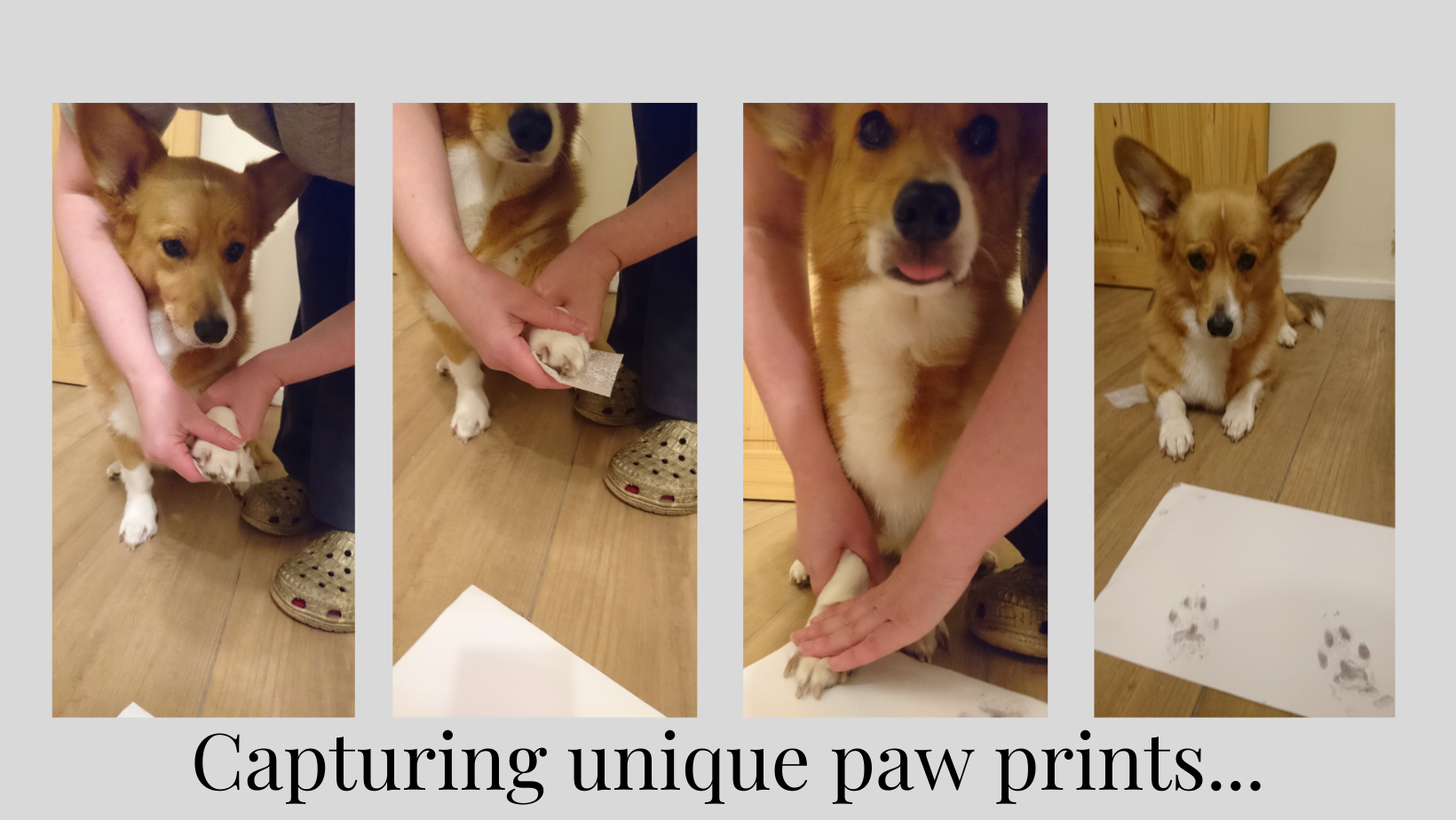 capturing unique paw prints from a corgi dog