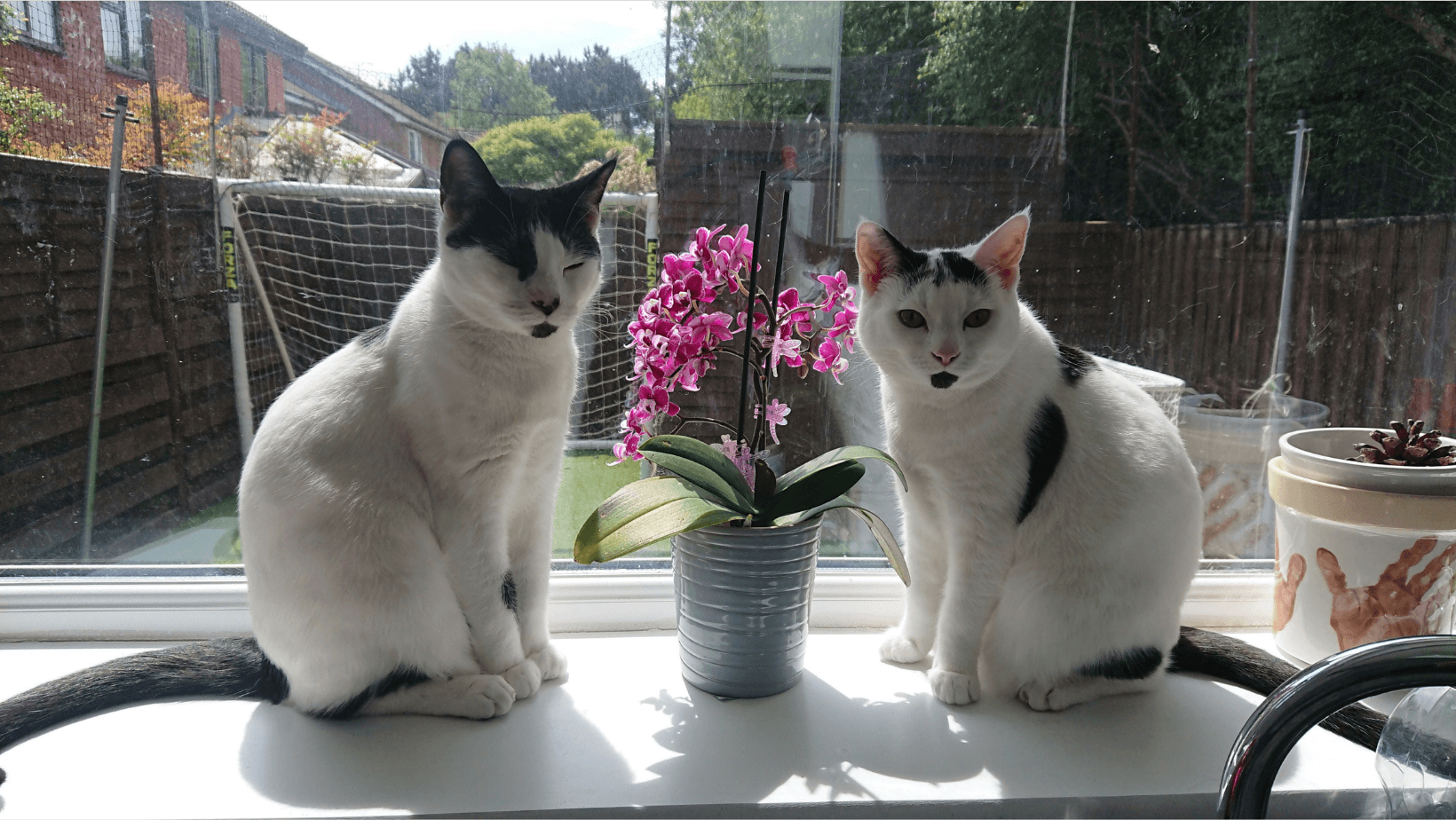 black and white cats in windowsil