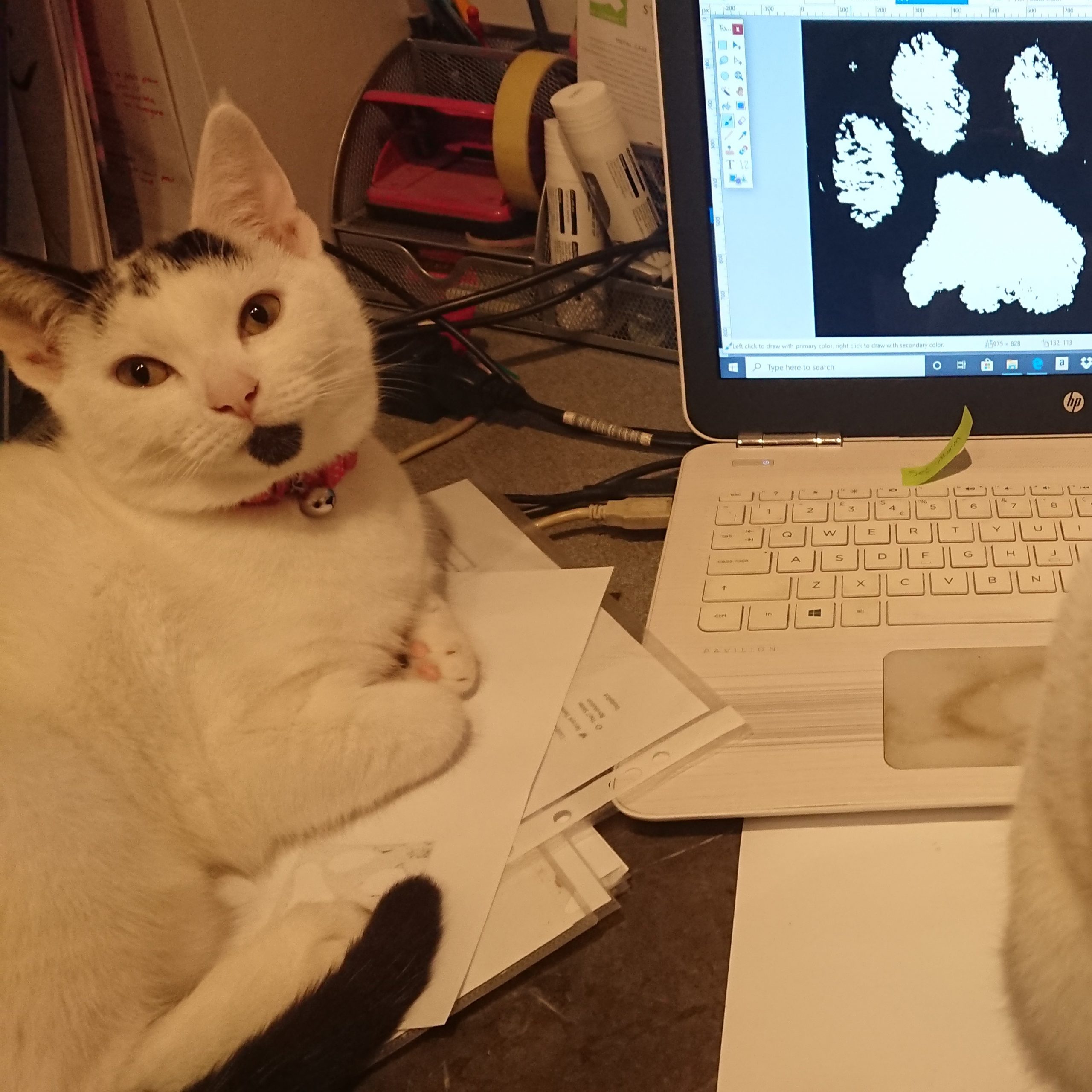 Black and white cat with paw print on computer